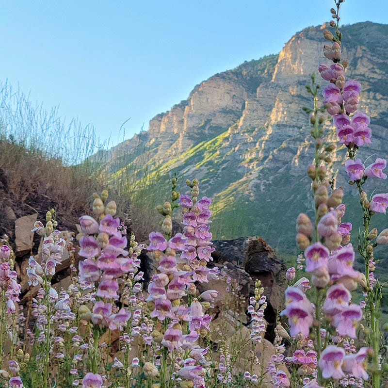 Pink Palmers Penstemon Seeds for Planting  Vibrant Perennial Flower Seeds for Your Garden