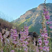 Pink Palmers Penstemon Seeds for Planting  Vibrant Perennial Flower Seeds for Your Garden