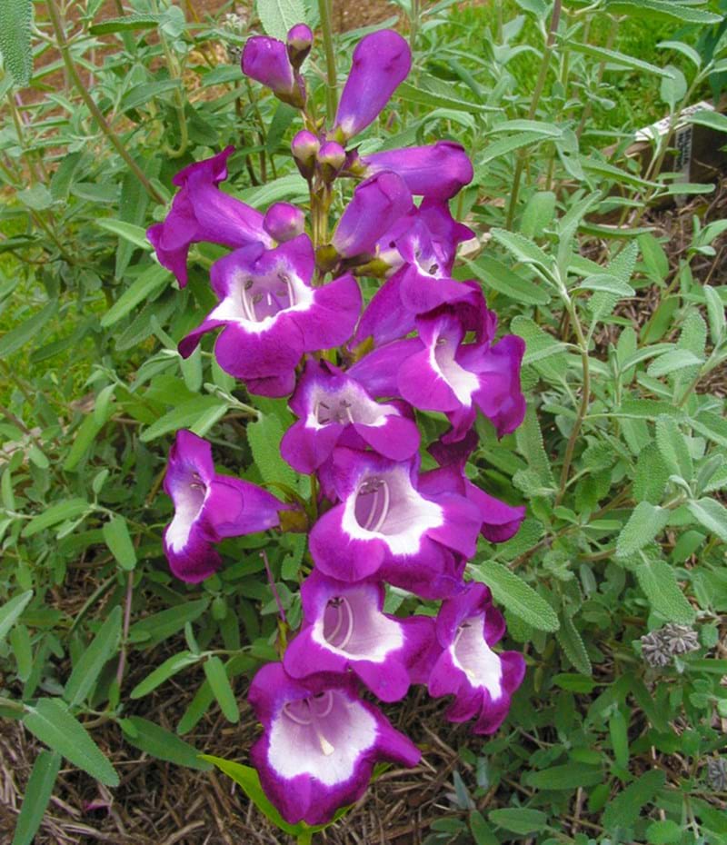 Purple Mexicali Sunburst Penstemon Seeds - Perfect for Planting