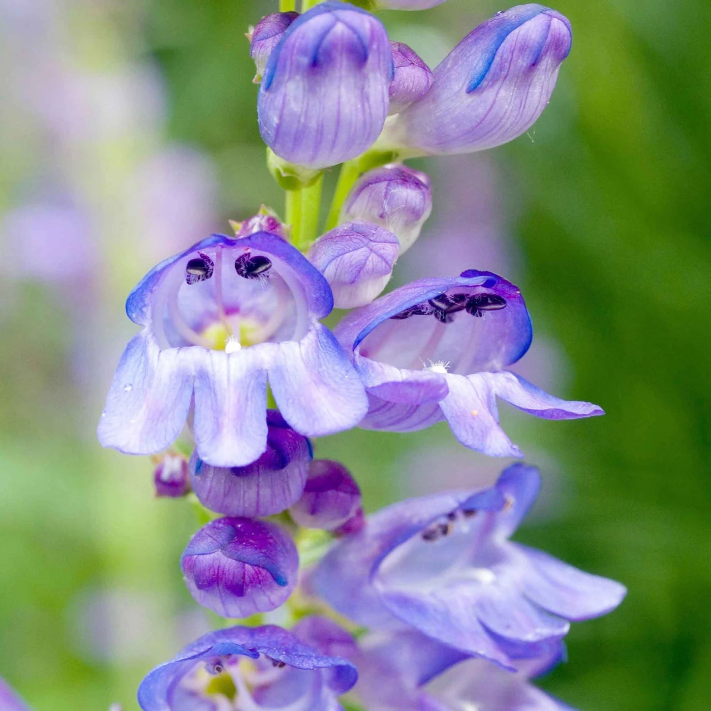 Blue Penstemon Barbatus Flower Seeds for Easy Planting