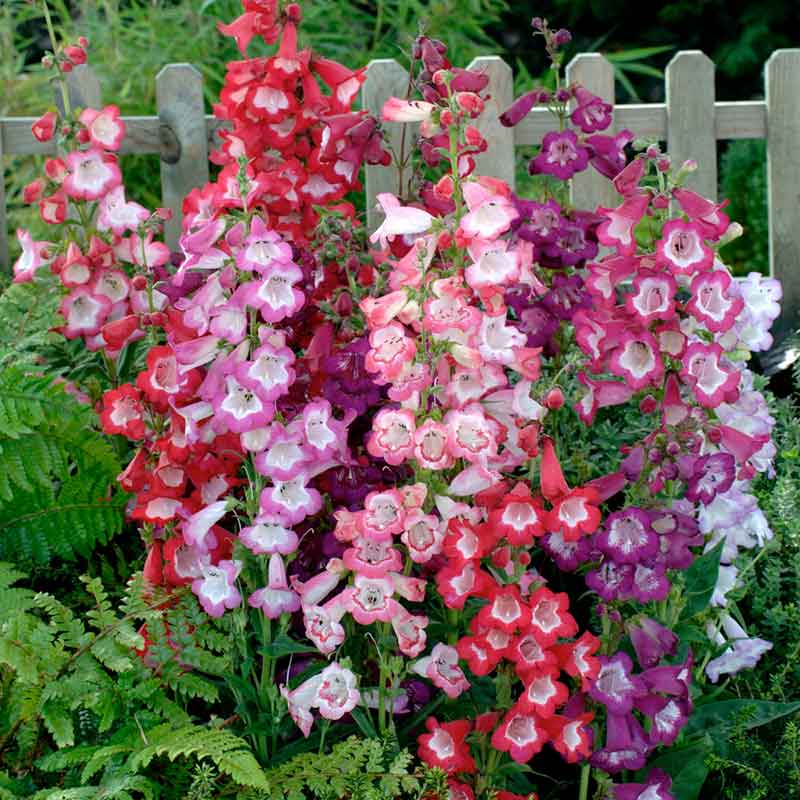 Penstemon Flower seeds for Planting - Drought Tolerant, Heirloom & GMO Free Seeds for Home Garden