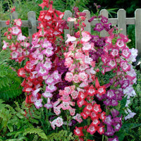 Penstemon Flower seeds for Planting - Drought Tolerant, Heirloom & GMO Free Seeds for Home Garden