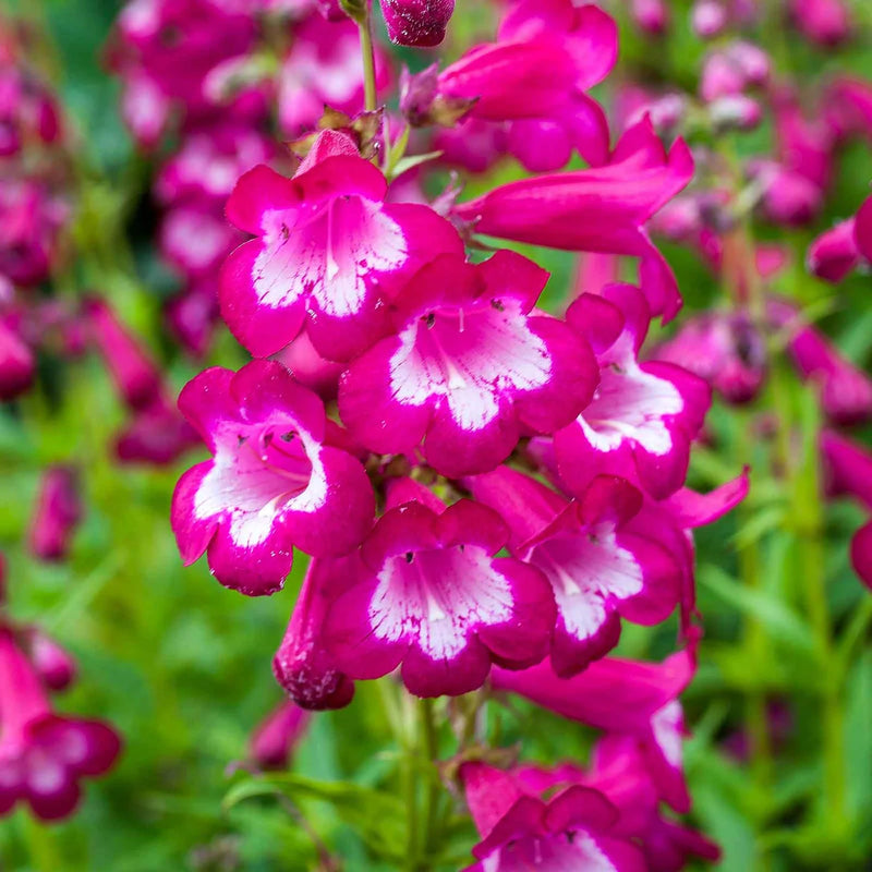 Pink Penstemon Flower seeds for Planting - Low Maintenance, Heirloom & GMO Free Seeds for Home Garden