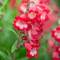 Penstemon Flower seeds for Planting Easy to Grow Heirloom & GMO Free Seeds for Home Garden 
 
 Sale