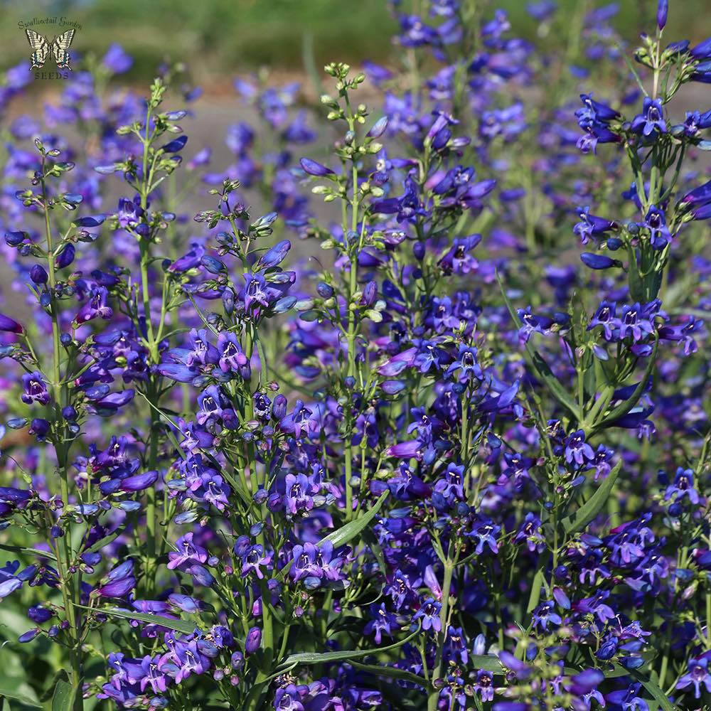 Blue Penstemon Flower seeds for Planting - Pollinator Friendly, Heirloom & GMO Free Seeds for Home Garden