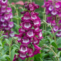 Violet Penstemon Flower seeds for Planting - Bright Blooms, Heirloom & GMO Free Seeds for Home Garden