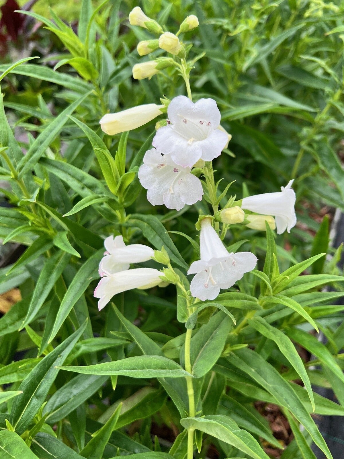 White Penstemon Flower seeds for Planting - Easy to Grow, Heirloom & GMO Free Seeds for Home Garden