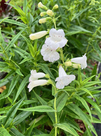 White Penstemon Flower seeds for Planting - Easy to Grow, Heirloom & GMO Free Seeds for Home Garden