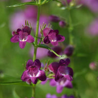Purple Mexicali Sunburst Penstemon Flower seeds for Planting - Seasonal Bloomer, Heirloom & GMO Free Seeds for Home Garden