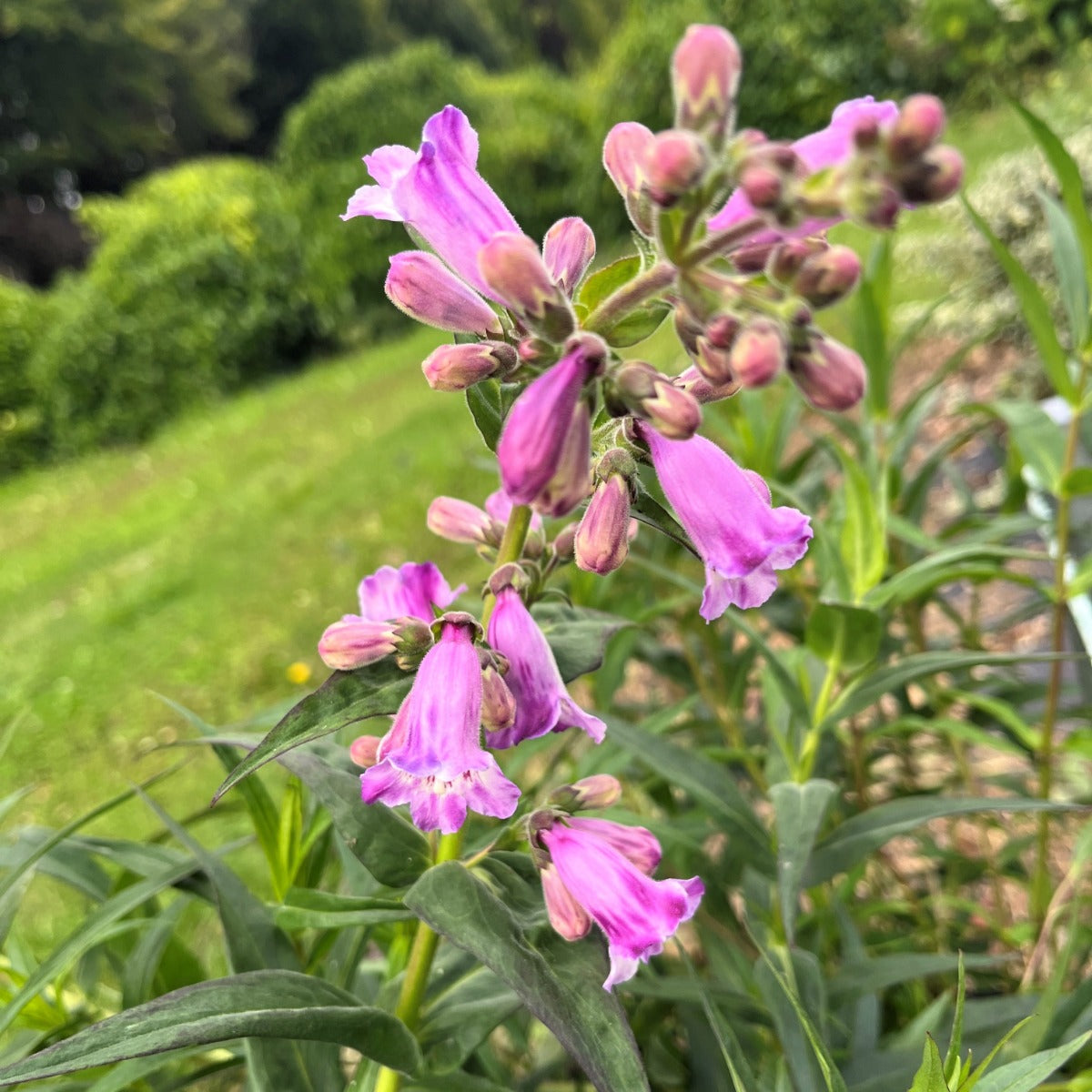 Violet Penstemon Flower seeds for Planting - Hardy Variety, Heirloom & GMO Free Seeds for Home Garden