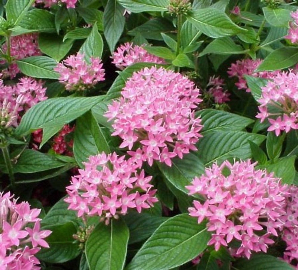 Penta Flower seeds for Planting - Fragrant Blossoms, Heirloom & GMO Free Seeds for Home Garden