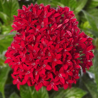 Red Pentas Flower seeds for Planting - Perfect for Borders, Heirloom & GMO Free Seeds for Home Garden