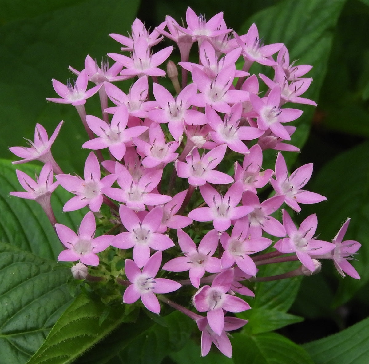 Pentas Lanceolata Flower seeds for Planting - Cut Flower Favorite, Heirloom & GMO Free Seeds for Home Garden