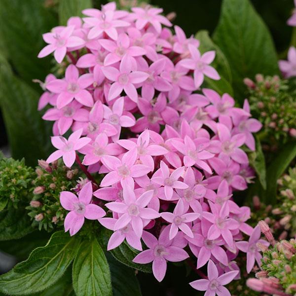 Penta Flower seeds for Planting - Fragrant Blossoms, Heirloom & GMO Free Seeds for Home Garden