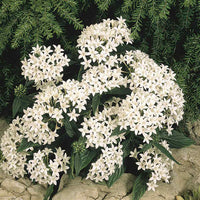 White Pentas Starla Flower seeds for Planting - Wildflower Mix, Heirloom & GMO Free Seeds for Home Garden