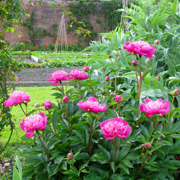 Pink Paeonia Flower seeds for Planting - Vibrant Colors, Heirloom & GMO Free Seeds for Home Garden