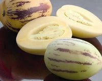 Pepino Dulce Melon Plants Growing in Garden, Healthy Melons in Tropical Climate