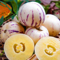Step-by-Step Guide for Planting Pepino Dulce Melon Seeds in Your Garden