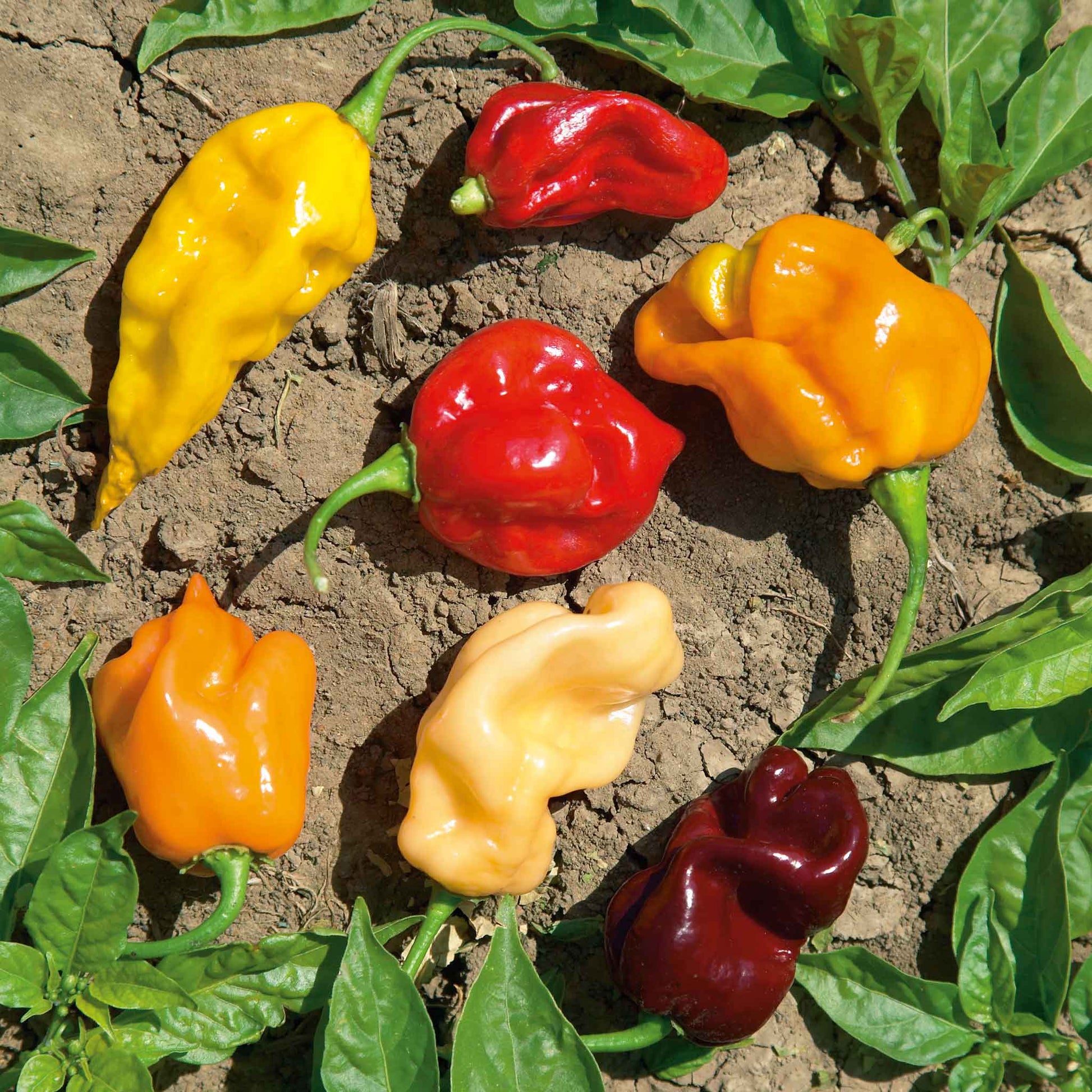 Mixed Habanero Seeds for Planting  Perfect for Your Garden