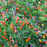 Melrose Pepperoni Capsicum annuum Pepper Seeds for Planting in Vegetable Patch