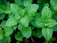 Mint Plant Seeds For Planting - Fresh Green Mentha Variety Vegetable Seeds