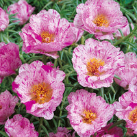 Sundial Peppermint Flower seeds for Planting Premium Quality Heirloom & GMO Free Seeds for Home Garden