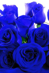 Perennial Away Dark Blue Rose Plants for Borders and Containers