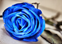 Perennial Blue Rose Plants for Borders and Pots