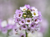 Alyssum Perennial Flower seeds for Planting Perfect for Borders Heirloom & GMO Free Seeds for Home Garden 
 
 Sale