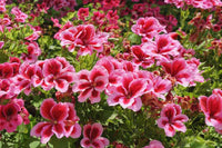 Pelargonium Perennial Flower Seeds for Easy Planting