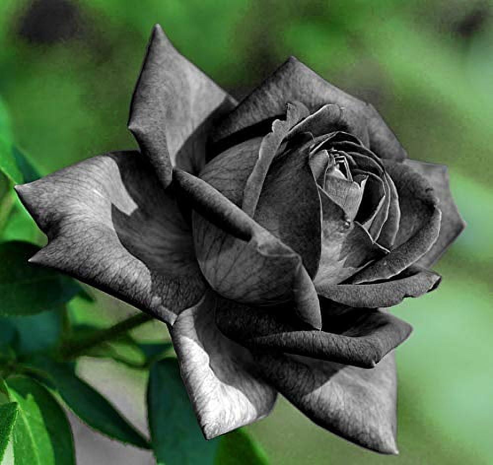 Perennial Gray Rose Plants for Borders and Containers