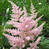 Perennial Light Pink Astilbe Flowers for Borders