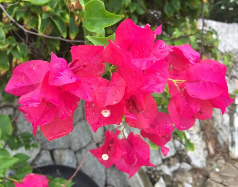Bougainvillea Flower seeds for Planting - Bright Blooms, Heirloom & GMO Free Seeds for Home Garden