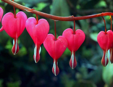 Perennial Pink Heart Flower Plants for Borders and Containers