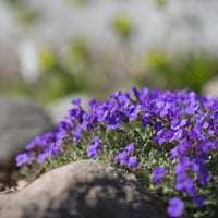 Perennial Rock Cress Garden Seeds for Borders and Slopes