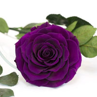 Perennial Snow Dark Violet Rose Plants for Borders and Containers