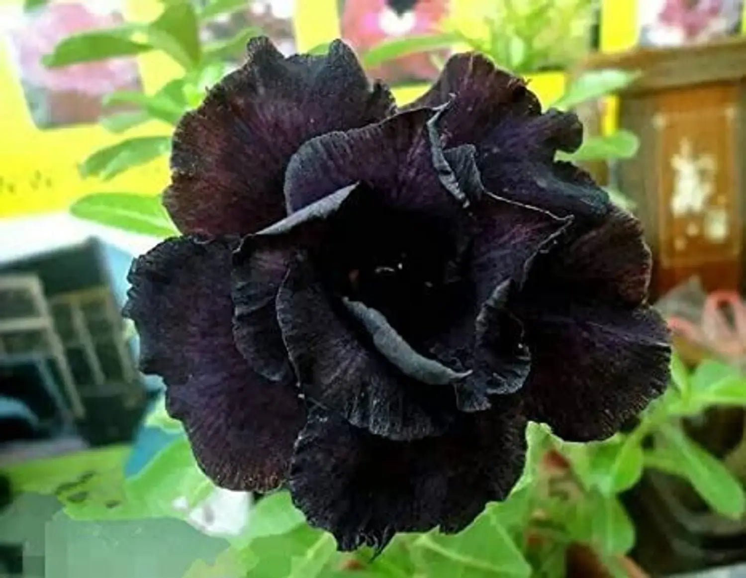 Black Adenium Flower seeds for Planting - Shade Tolerant, Heirloom & GMO Free Seeds for Home Garden