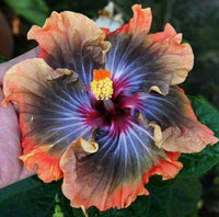 Giant Hibiscus Flower seeds for Planting Seasonal Bloomer Heirloom & GMO Free Seeds for Home Garden