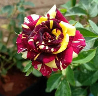 Rose Flower Seeds for Planting - Red and Yellow Blooms for a Colorful Garden