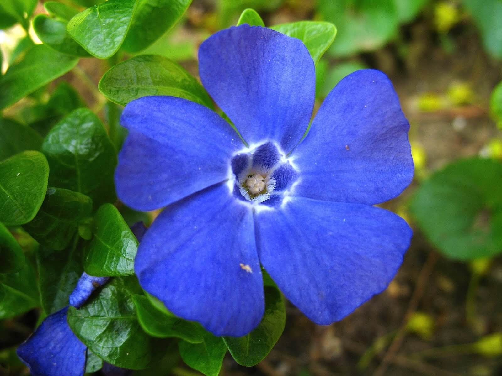 Vinca Minor Seeds for Planting - Hardy Perennial Flower Seeds