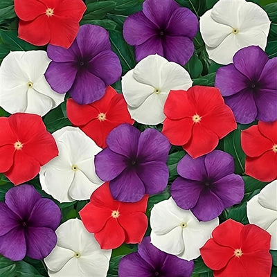 100 Pcs