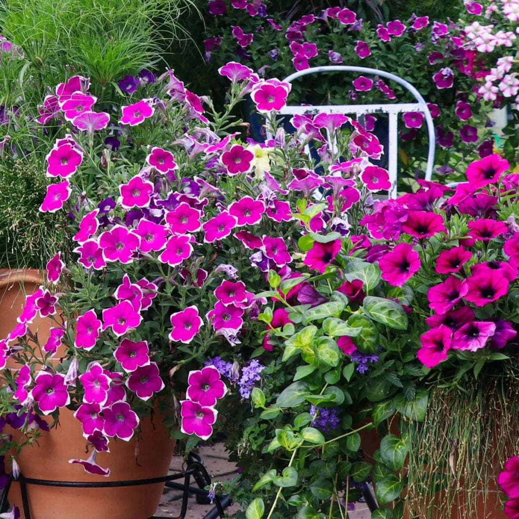 White Purple Petunia Flower seeds for Planting Garden Favorite Heirloom & GMO Free Seeds for Home Garden