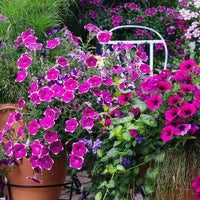 White Purple Petunia Flower seeds for Planting Garden Favorite Heirloom & GMO Free Seeds for Home Garden