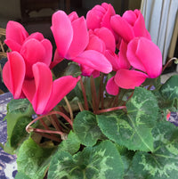 Persicum Flower seeds for Planting - Fragrant Blossoms, Heirloom & GMO Free Seeds for Home Garden