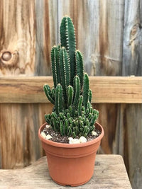 Peruvian Apple Cactus with edible fruit