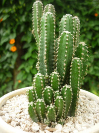 Peruvian Apple Cactus seeds for planting Cereus repandus