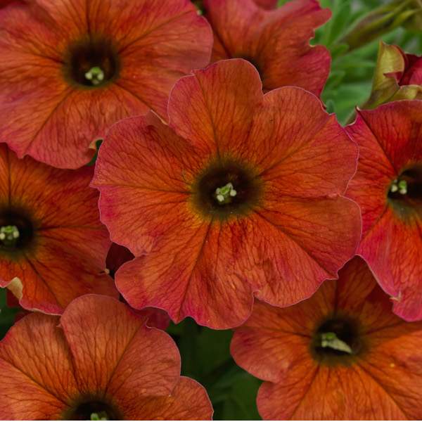 Brown Petunia Flower Seeds for Planting Heirloom NONGMO Seeds Easy to Grow Garden Blooms Compact Growth 
 
 Sale