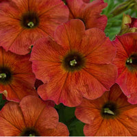 Brown Petunia Flower Seeds for Planting Heirloom NONGMO Seeds Easy to Grow Garden Blooms Compact Growth 
 
 Sale