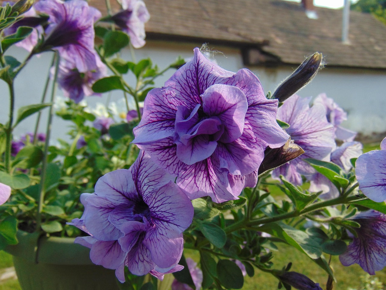 Light Violet Double Petal Petunia Seeds, Heirloom Non-GMO Fragrant Flowers for Home Garden