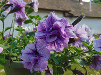 Light Violet Double Petal Petunia Seeds, Heirloom Non-GMO Fragrant Flowers for Home Garden